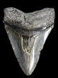 Juvenile Megalodon Tooth - South Carolina #37639-1
